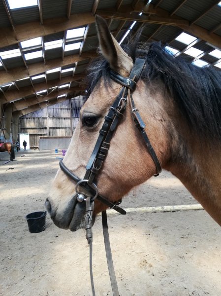 Centre Equestre du Bois Rond