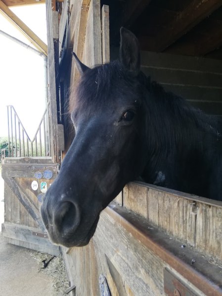 Centre Equestre du Bois Rond - photo 2