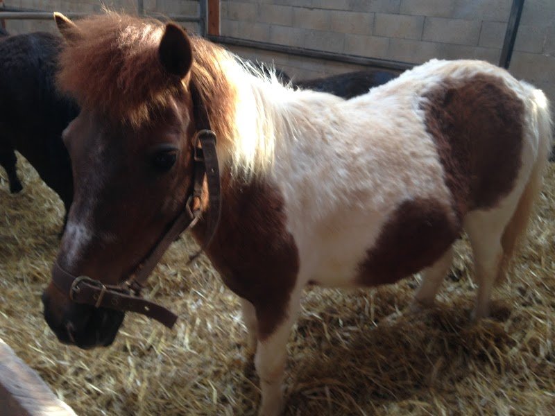 Centre Equestre du Bois Rond - photo 3