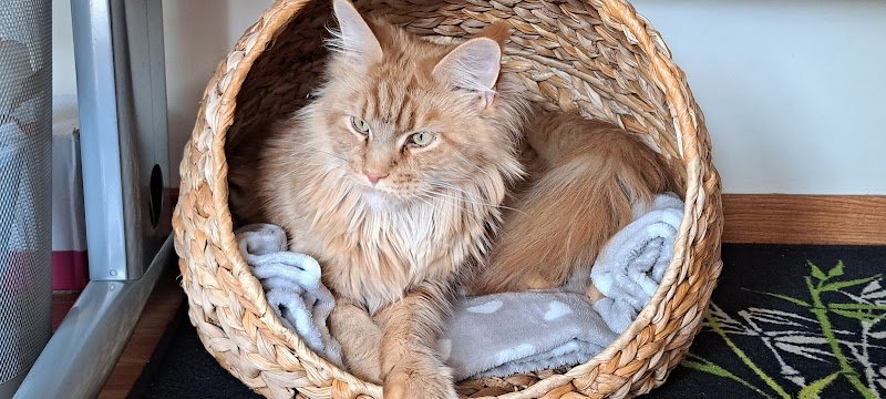 La pension feline - photo 2