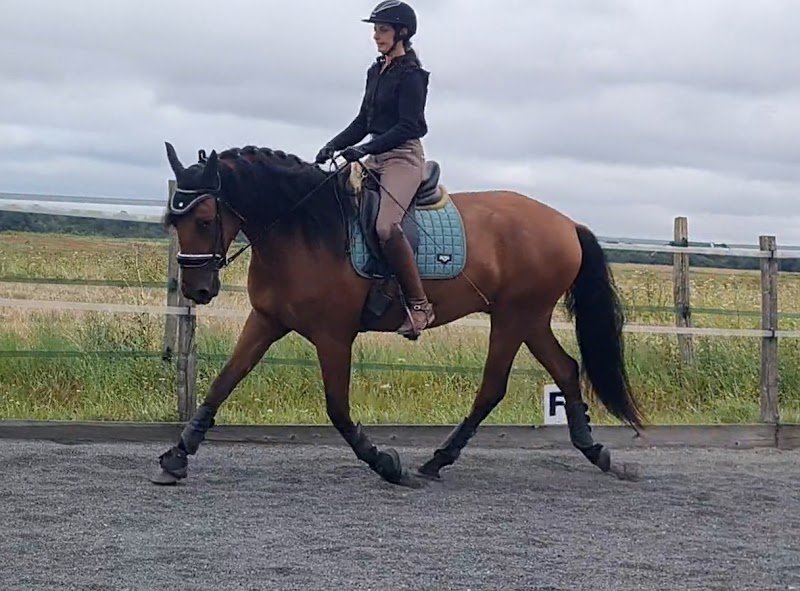 Écurie de montaiguillon- écurie de propriétaires en Seine-et-Marne- pension pour chevaux- enseignement- valorisation - photo 1
