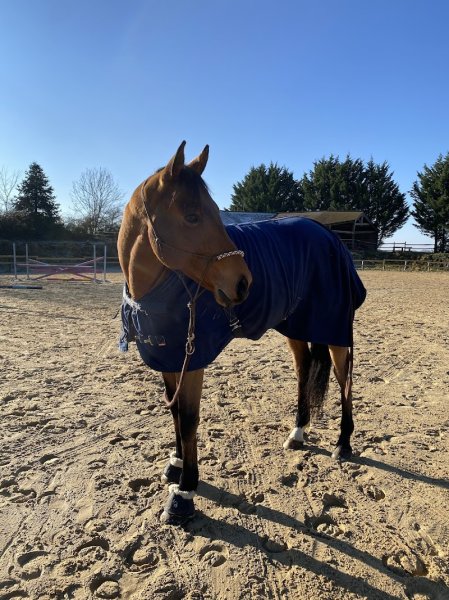 Écurie d'arion - photo 2