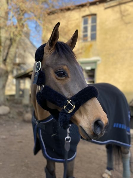 Écurie d'arion - photo 3