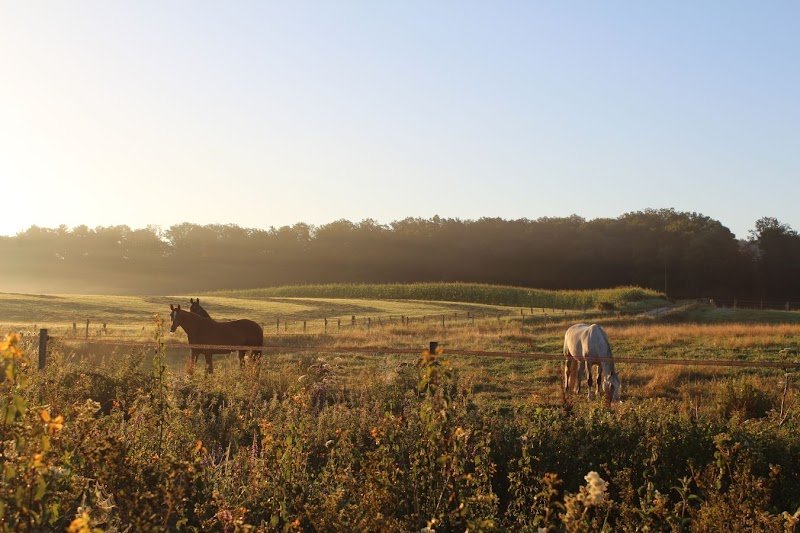 Pferdeweiden Frankreich - Ecurie Châtillon - photo 3