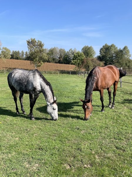 Écurie des lys - photo 2