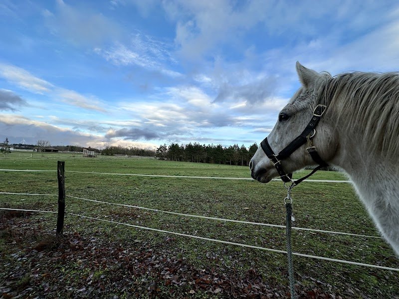 Haras des Mauritaines - photo 3
