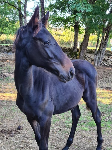 Les Ecuries de Jam - photo 1