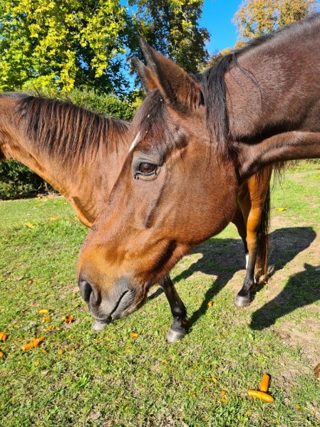 Les Ecuries de Jam - photo 3