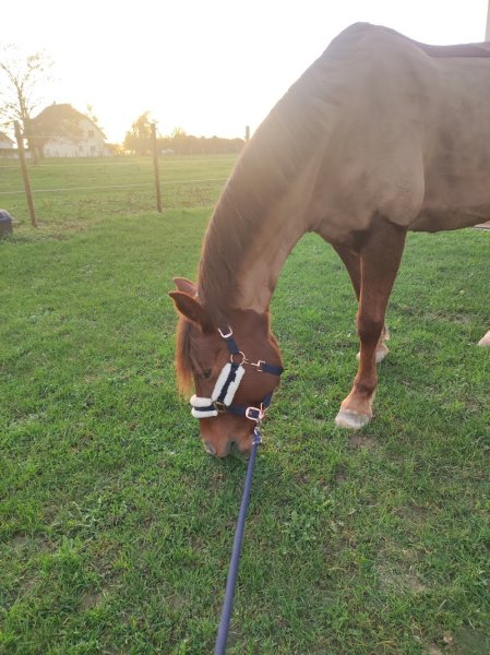 LES ECURIES DU BONHEUR - photo 2