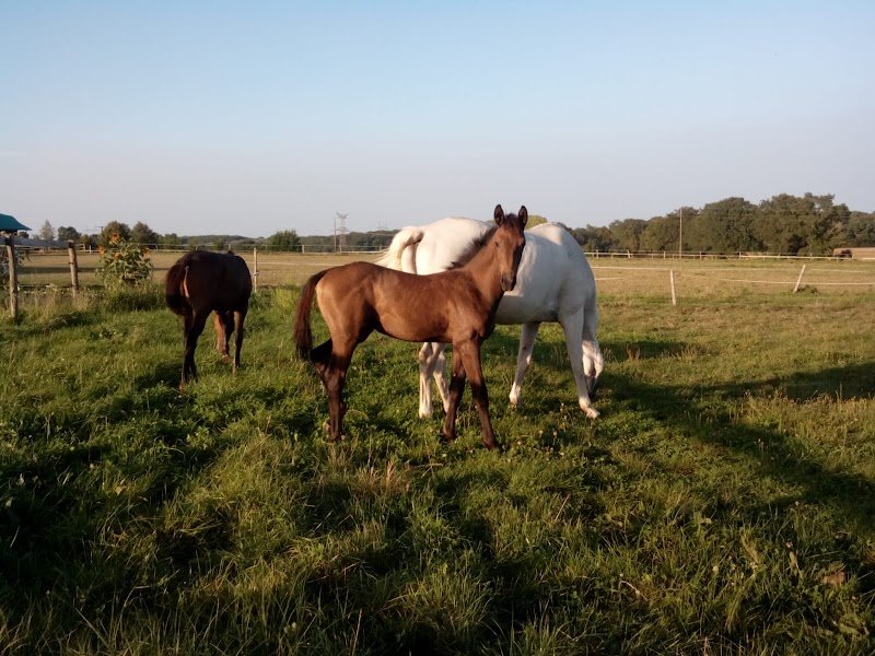 EARL Chevaux Osnard - photo 1