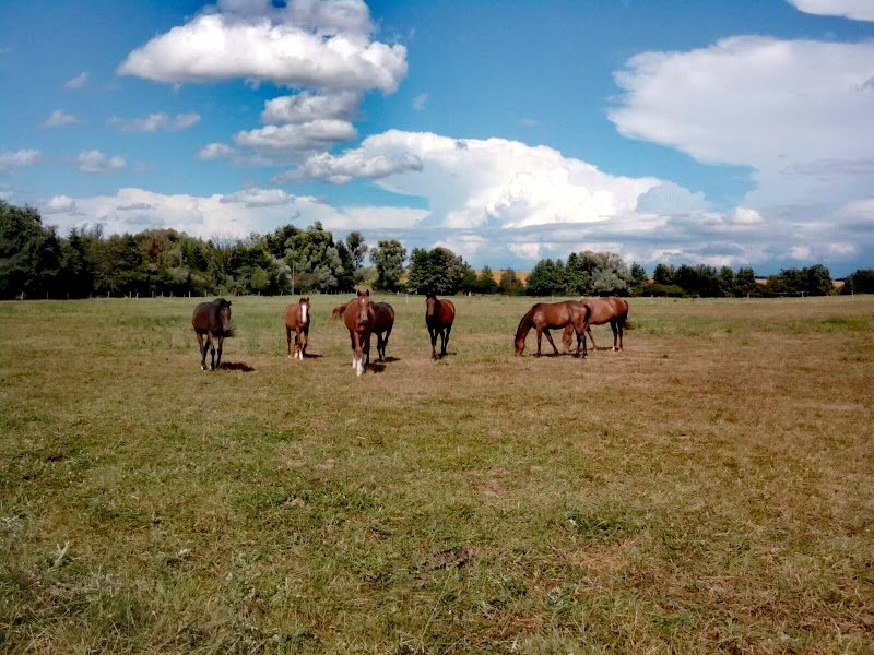 EARL Chevaux Osnard - photo 2