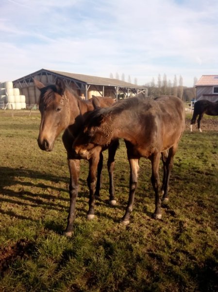 EARL Chevaux Osnard - photo 3