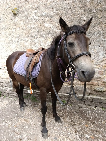 Écurie de la Violette