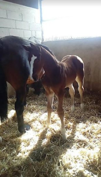 Écurie Equisoins, inséminations équine