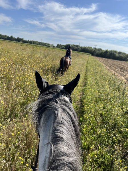 Écurie Steeve Mittnacht - photo 2