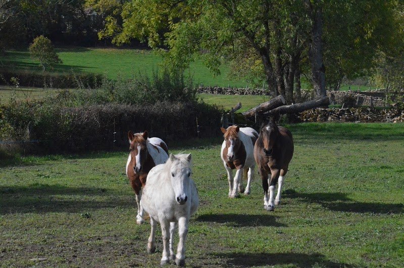 Ferme équestre de Juilly l'échenault - photo 2