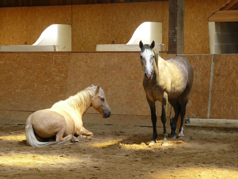 A Cheval sur Soi - photo 2