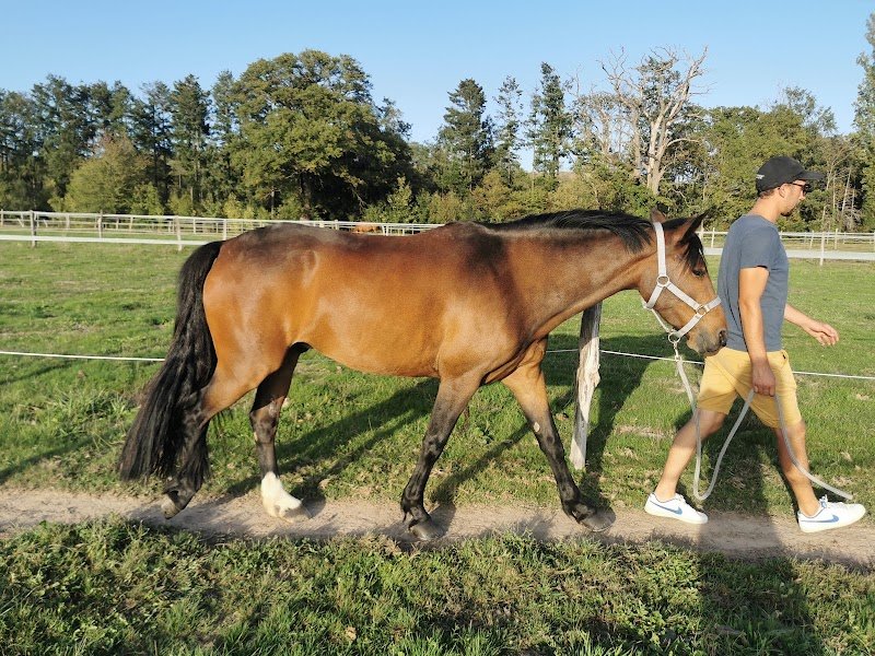 Écuries du Château de Torcy - photo 3