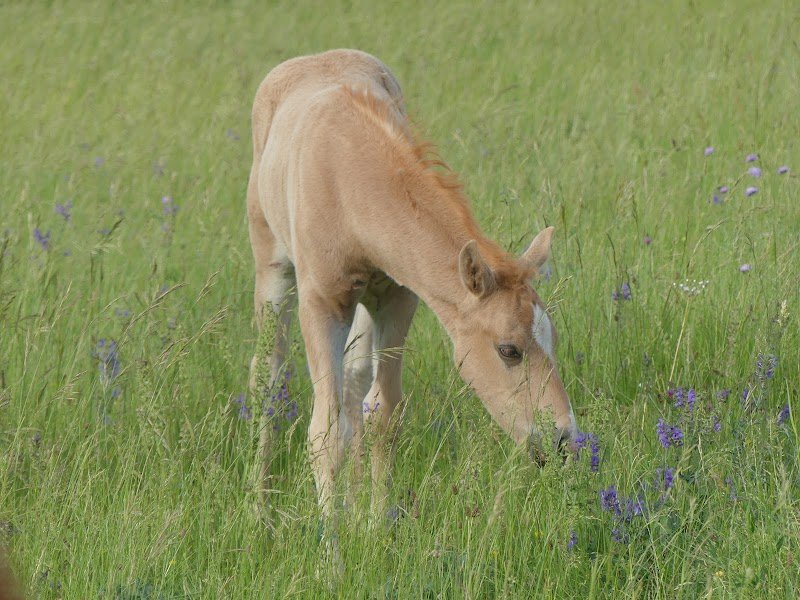 Haras de Blignys - photo 2