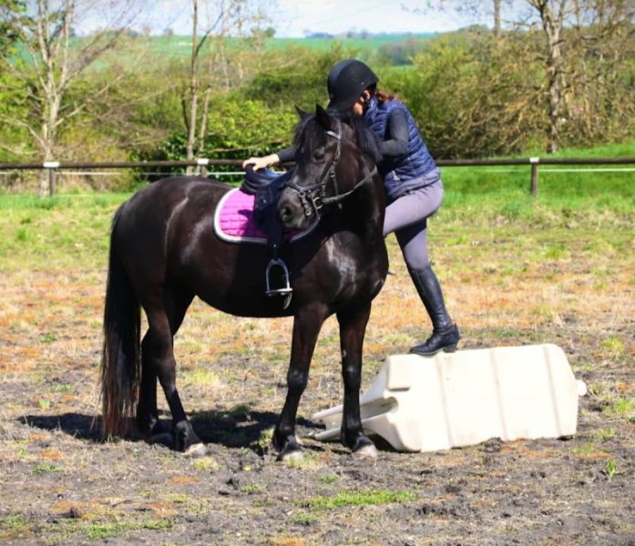 Ecurie Farfallino - photo 3