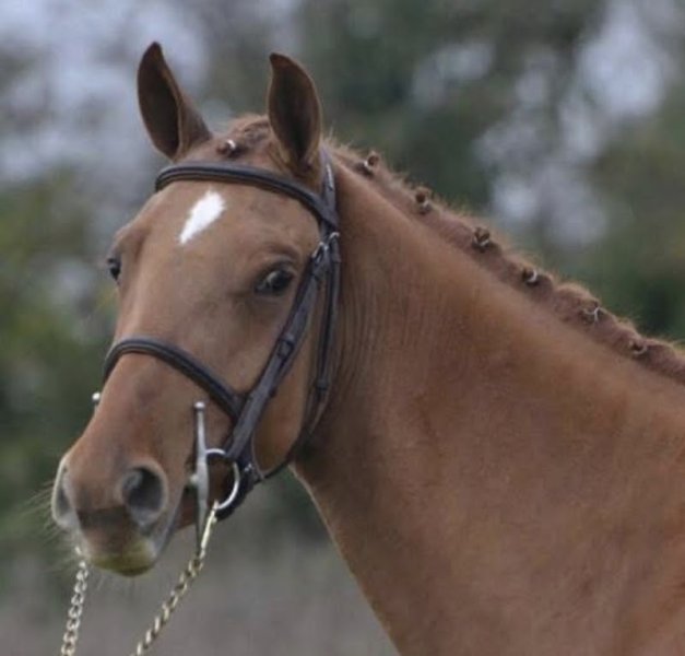 Domaine équestre du Treuil