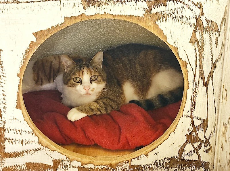 La pension de Manon - photo 2