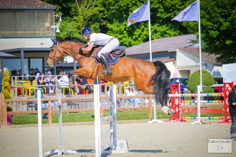 Ecuries de la Ronce - Pension Valorisation Chevaux de Sport