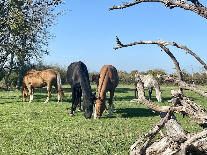 Écuries de l'arceau - photo 1