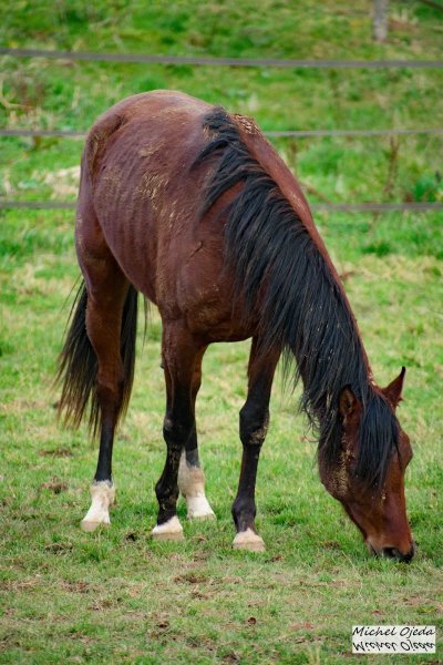 LES ECURIES D'ARMANI - photo 2