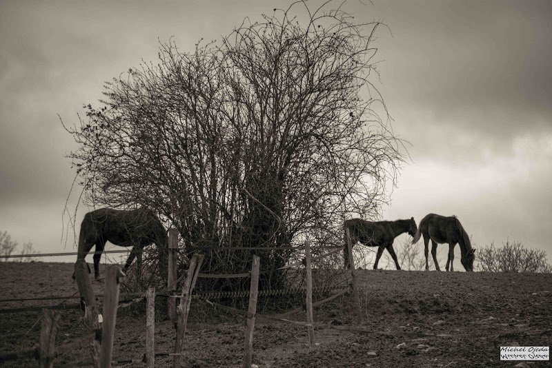 LES ECURIES D'ARMANI - photo 3