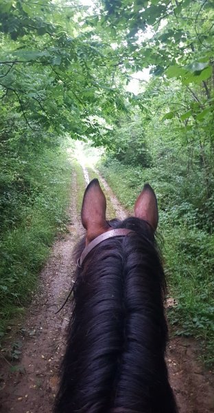 Les Écuries De La Croix Des Bois - photo 3