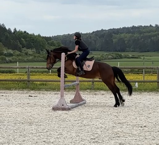 ECURIE DU DÉSIR - photo 1