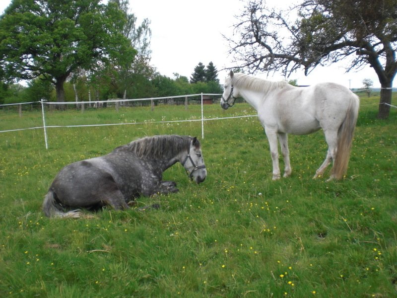 Relais du Cheval - photo 1