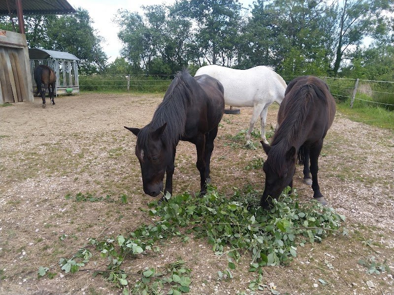 Relais du Cheval - photo 3