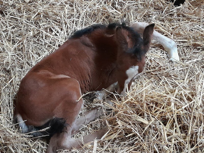 Ecurie de Rimatou - photo 1