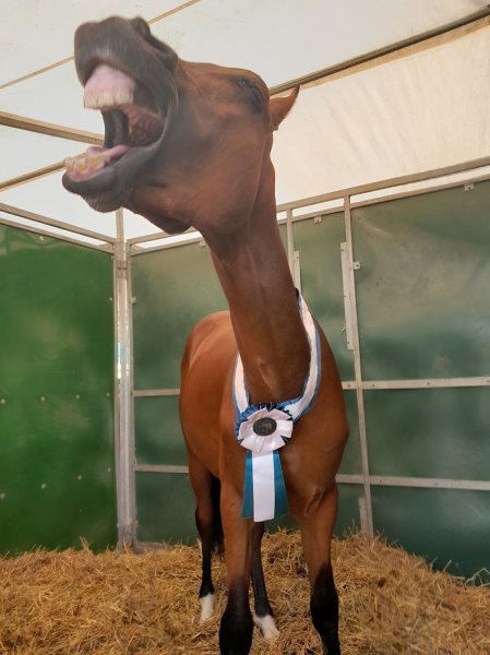 Ecurie de Rimatou - photo 2