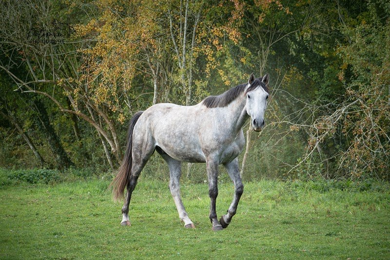 ECURIE DU PELIN - photo 1