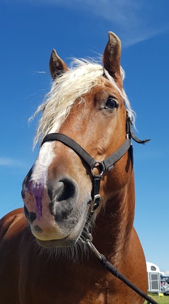 ECURIE DU PELIN - photo 3