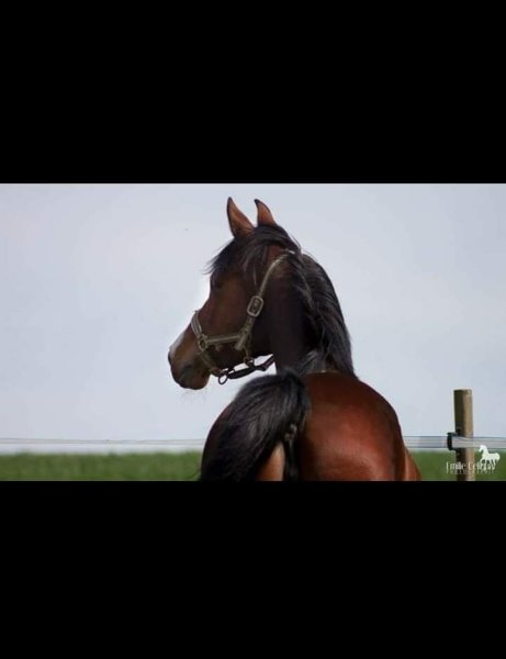 Haras P'Ti Royal - photo 2