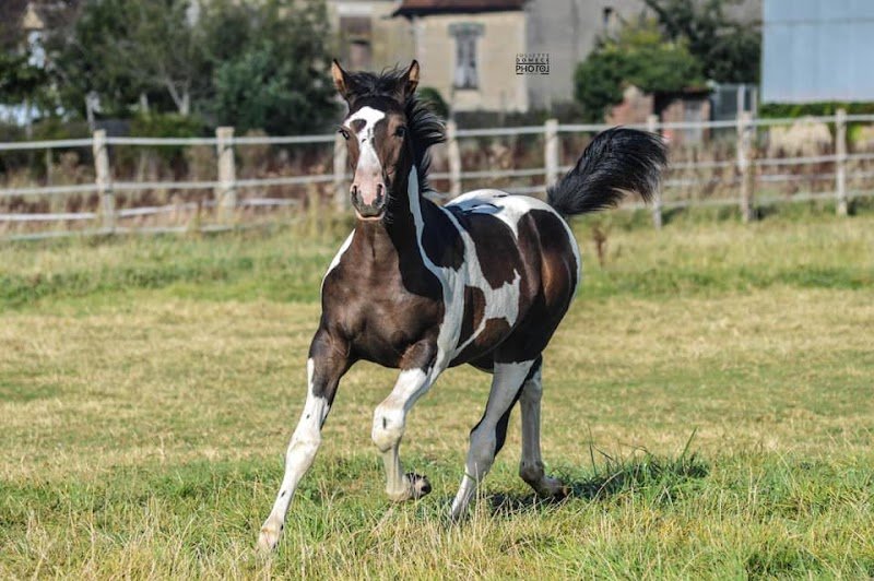 Les Ecuries d'Elixir