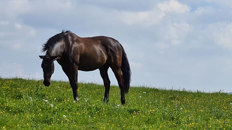 Pension chevaux 52 - photo 1