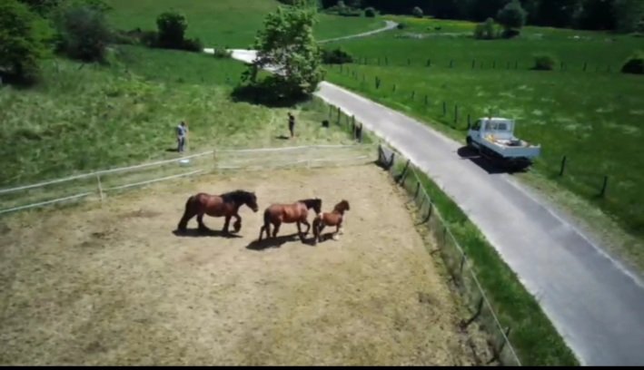 Pension chevaux 52 - photo 2