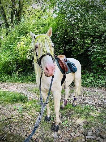 Locacheval - photo 3