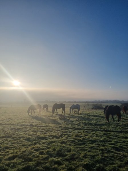 SCEA Elevage Rih El Janoub - Haras Des Noues - photo 2