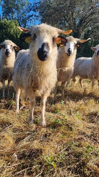 SCEA Elevage Rih El Janoub - Haras Des Noues - photo 3