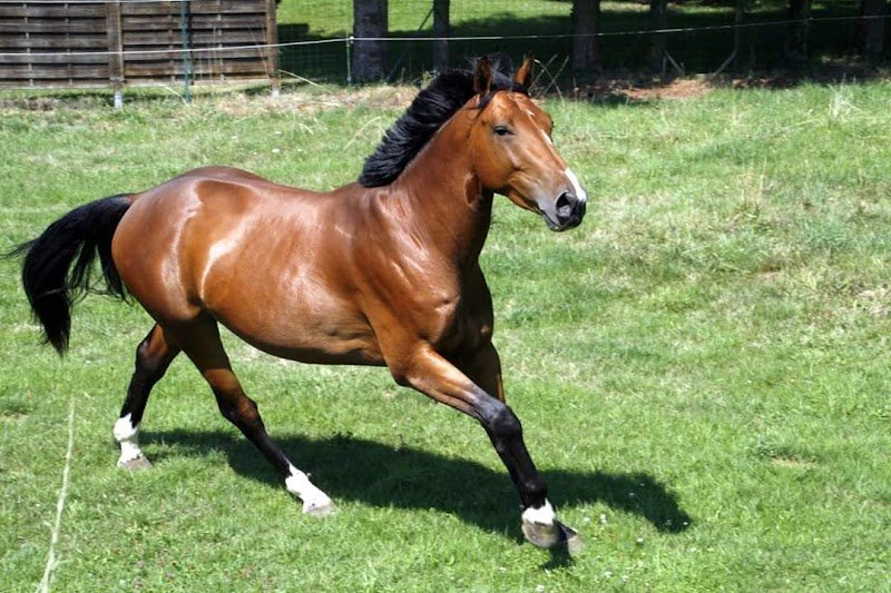 Ecurie Des Lauriers - photo 1