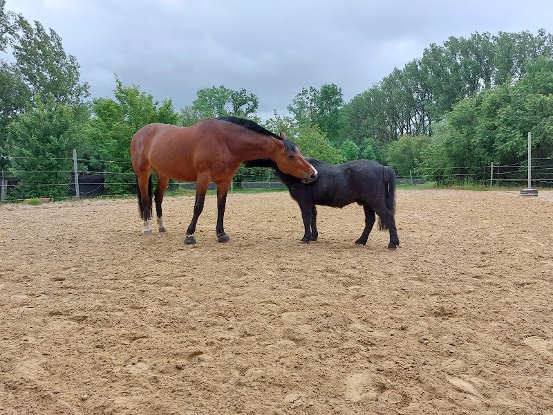 Ecurie Des Lauriers - photo 3