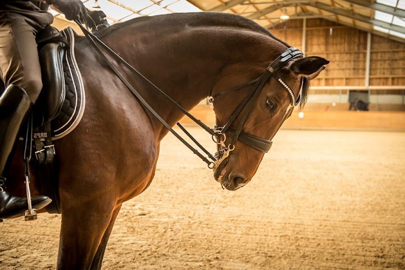 Centre Equestre Les Ecuries - photo 1