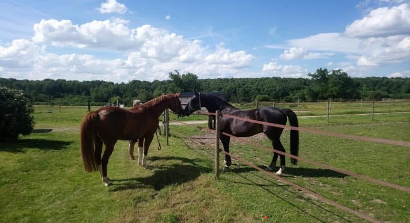 Pension du Rocray (Association CHEVALS) - photo 3