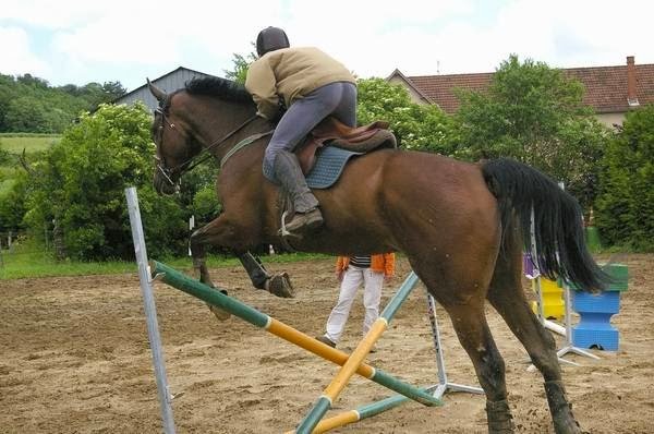 Écuries des Combes Rouges - photo 1